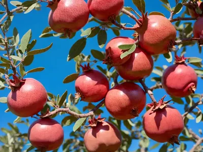 Pomegranate Tree (Punica Granatum)