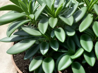 Pondoland Crassula (Crassula Streyi)