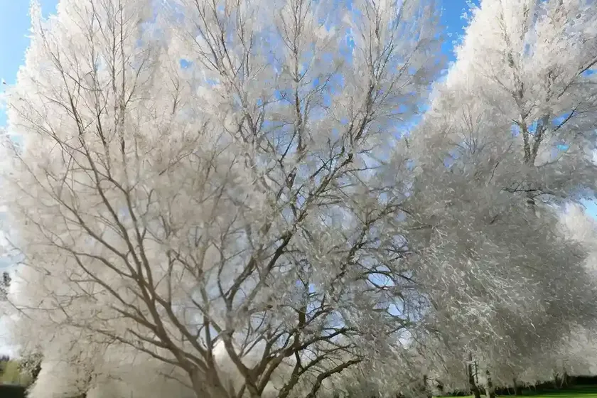 Populus alba (white poplar) — photo 3