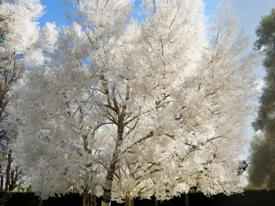 Populus Alba (White Poplar)