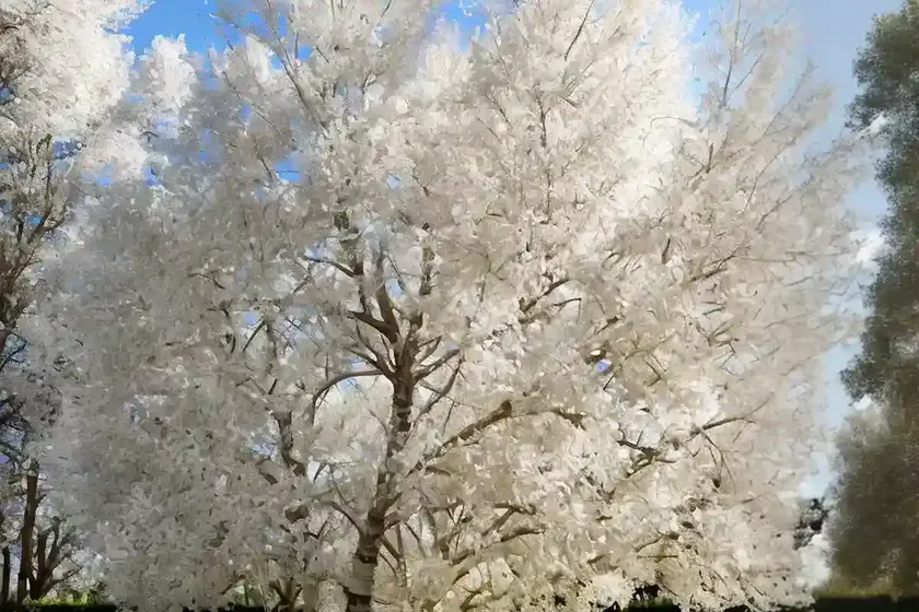 Populus alba (white poplar)