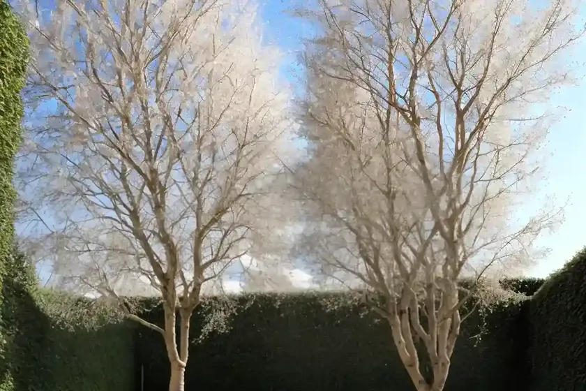 Populus nigra ‘italica’ (lombardy poplar) — photo 2