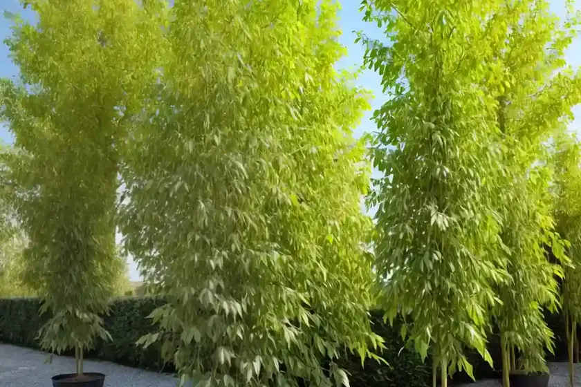 Populus nigra ‘italica’ (lombardy poplar) — photo 3