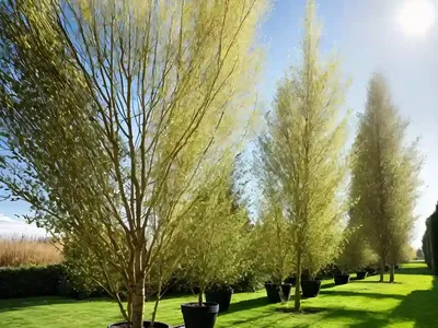 Populus Nigra ‘Italica’ (Lombardy Poplar)