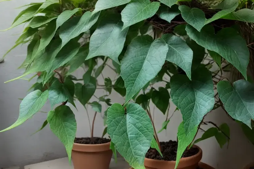 Porcelain vine (ampelopsis brevipedunculata var. maximowiczii ‘elegans’) — photo 2