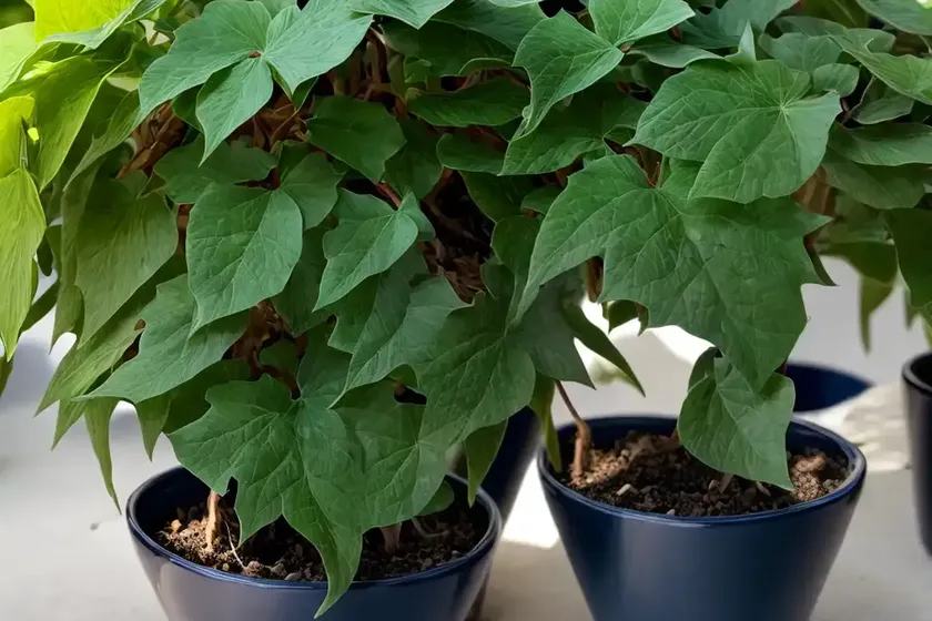 Porcelain vine (ampelopsis brevipedunculata var. maximowiczii ‘elegans’) — photo 3