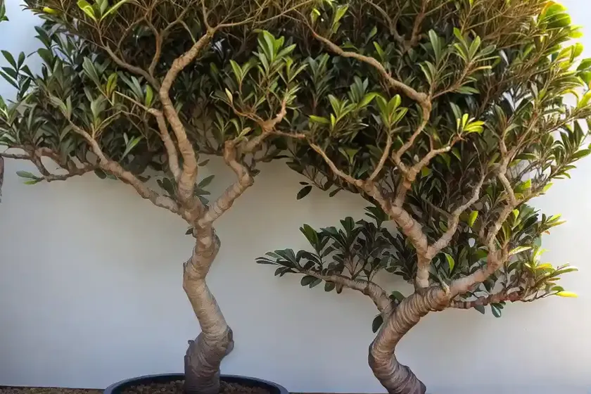 Port jackson fig (ficus rubiginosa) — photo 2