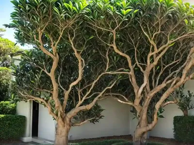 Port Jackson Fig (Ficus Rubiginosa)