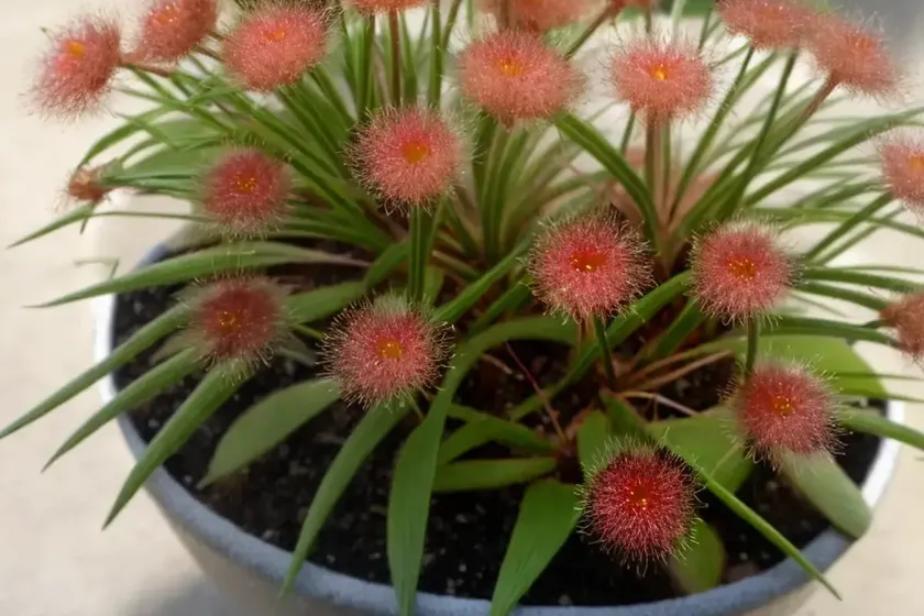 Portuguese sundew (drosophyllum lusitanicum) — photo 2