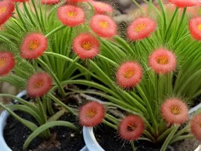 Portuguese Sundew (Drosophyllum Lusitanicum)