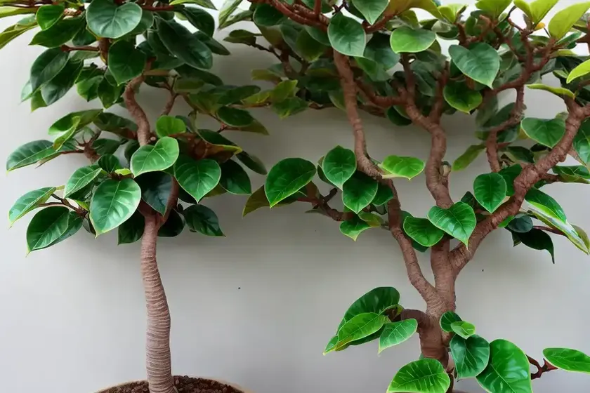 Pot belly fig (ficus microcarpa moclame) — photo 2
