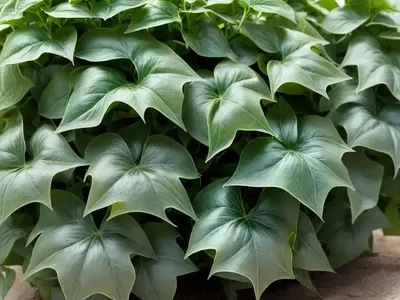Potato Ivy (Ipomoea Batata)