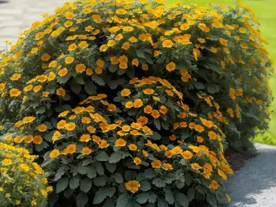 Potentilla Fruticosa ‘Daydawn’ (Shrubby Cinquefoil)