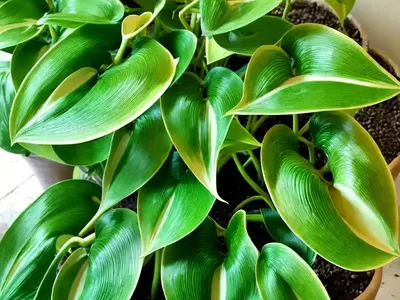 Pothos (Epipremnum Aureum)