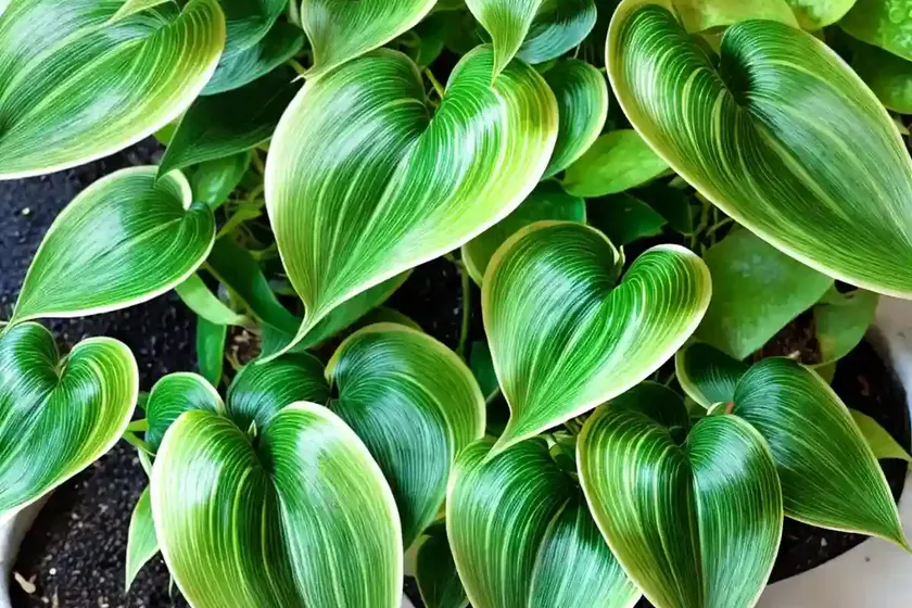 Pothos ‘manjula’ (Epipremnum Aureum ‘manjula’) — photo 2