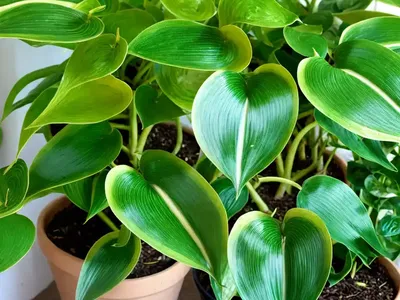 Pothos ‘manjula’ (Epipremnum Aureum ‘manjula’)