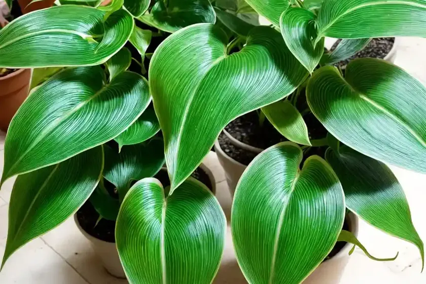 Pothos marble queen (epipremnum aureum) — photo 3
