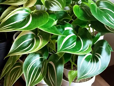 Pothos Marble Queen (Epipremnum Aureum)