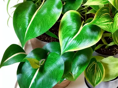 Pothos N’joy (Epipremnum Aureum ‘n’joy’)