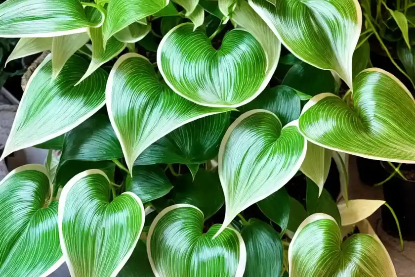 Pothos snow queen (epipremnum aureum ‘snow queen’) — photo 2