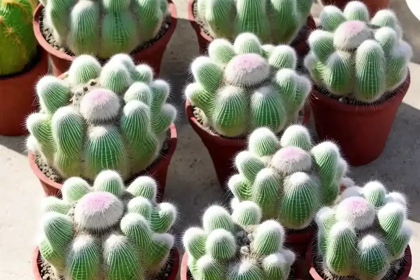 Powder-puff cactus (mammillaria bocasana) — photo 2