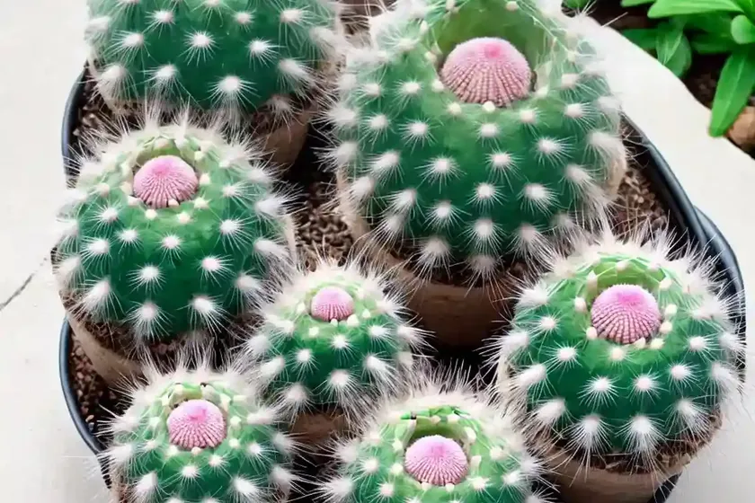 Powder-puff cactus (mammillaria bocasana) — photo 3