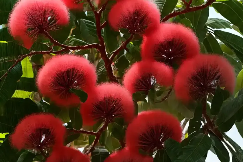 Powder puff tree (calliandra haematocephala) — photo 2