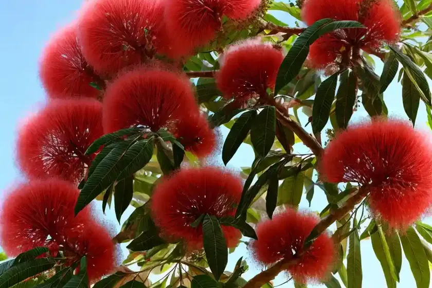 Powder puff tree (calliandra haematocephala) — photo 3