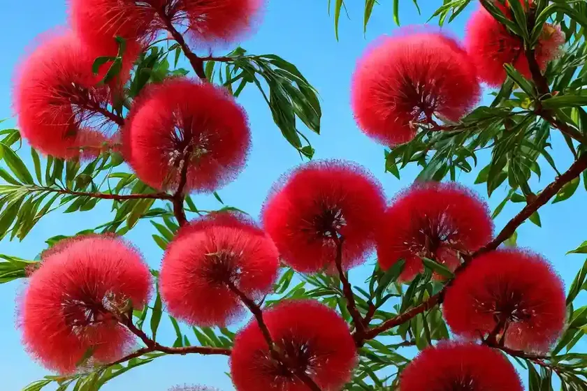 Powder Puff Tree (Calliandra Haematocephala) — photo 3