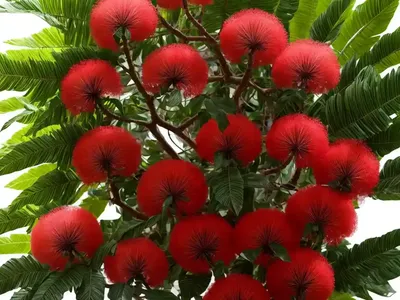 Powder Puff Tree (Calliandra Haematocephala)