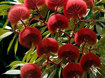 Powder Puff Tree (Calliandra Haematocephala)