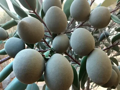 Powdered Gum (Eucalyptus Pulverulenta)