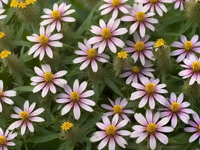 Prairie Bundleflower (Desmanthus Illinoensis)