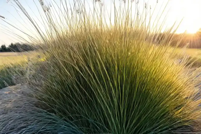Prairie dropseed (sporobolus heterolepis) — photo 3