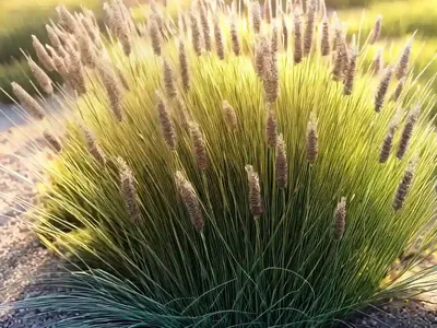 Prairie Dropseed (Sporobolus Heterolepis)