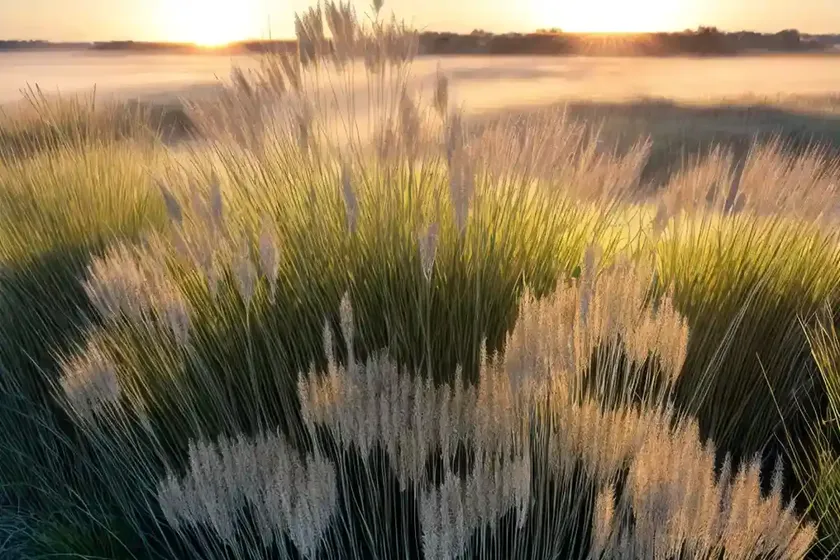 Prairie dropseed (sporobolus heterolepis ‘morning mist’) — photo 3