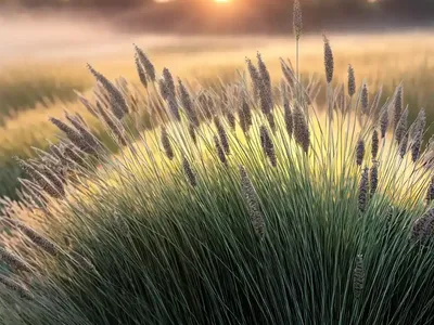 Prairie Dropseed (Sporobolus Heterolepis ‘Morning Mist’)