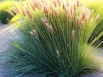 Prairie Dropseed (Sporobolus Heterolepis ‘Tara’)