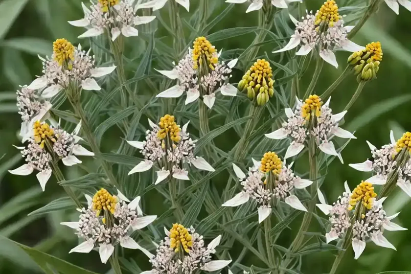 Prairie milkweed (asclepias hirtella) — photo 2