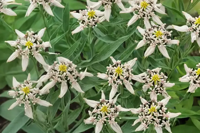 Prairie milkweed (asclepias hirtella) — photo 3