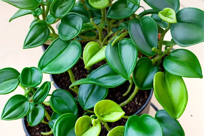 Prayer pepper (peperomia dolabriformis kunth) — photo 3