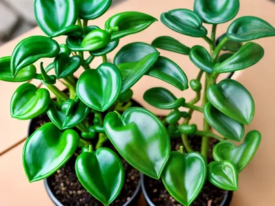 Prayer Pepper (Peperomia Dolabriformis Kunth)