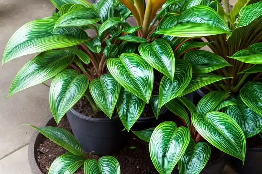 Prayer plant (maranta leuconeura) — photo 2