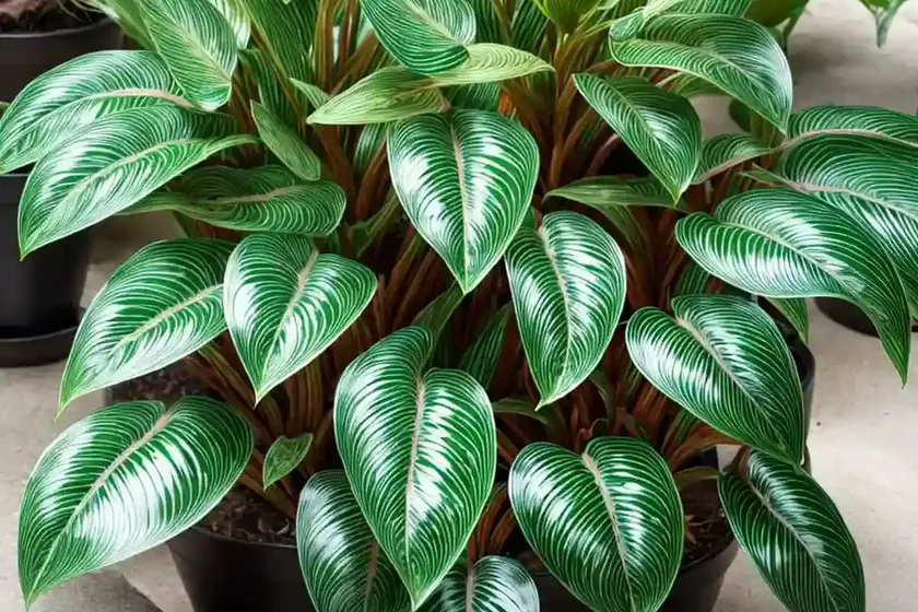 Prayer plant (maranta leuconeura) — photo 3