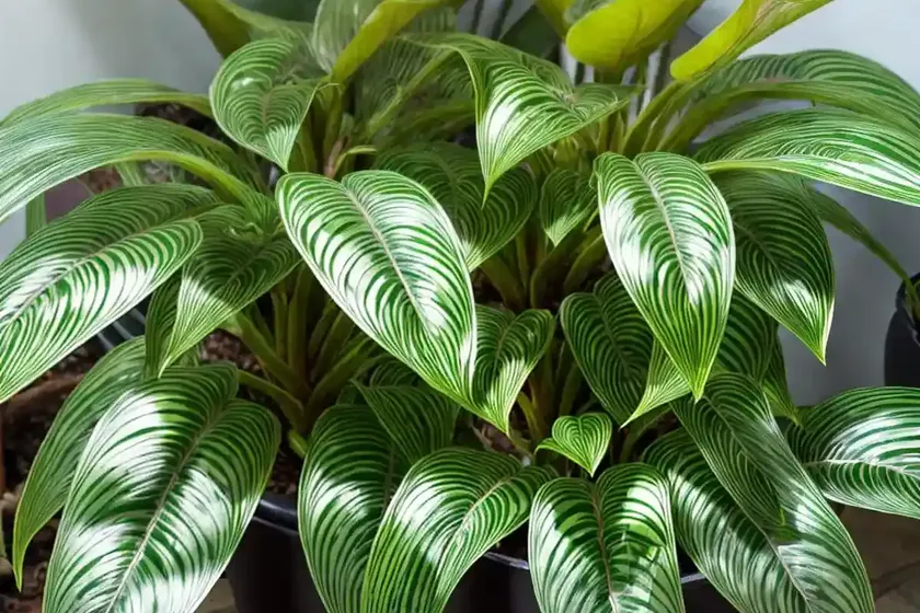 Prayer plant (maranta leuconeura var. erythroneura) — photo 2