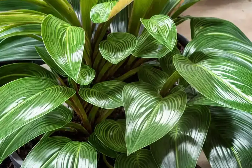 Prayer plant (maranta leuconeura var. erythroneura)