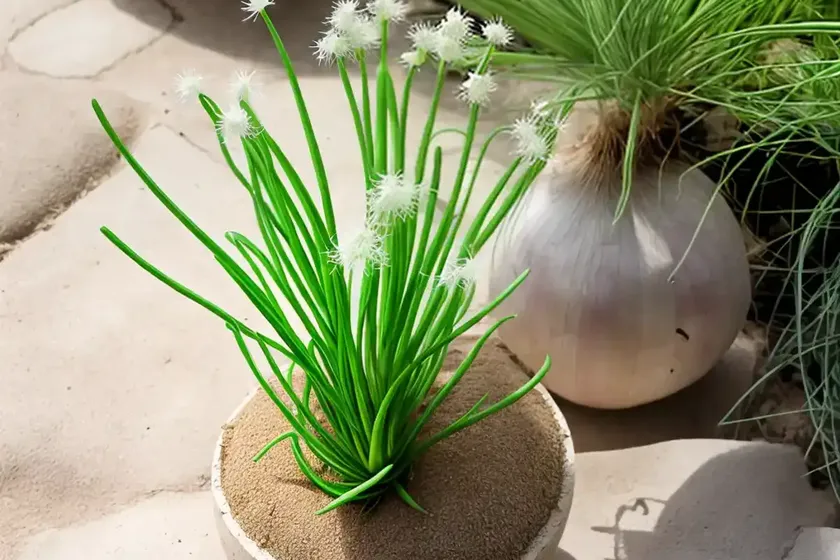 Pregnant onion (albuca bracteata) — photo 2