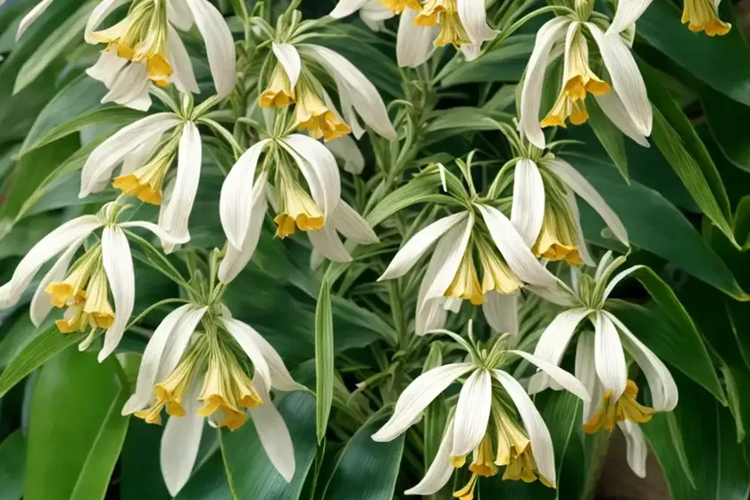 Preuss’ strophanthus (strophanthus preussii) — photo 2