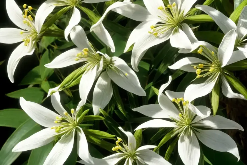 Preuss’ strophanthus (strophanthus preussii) — photo 3