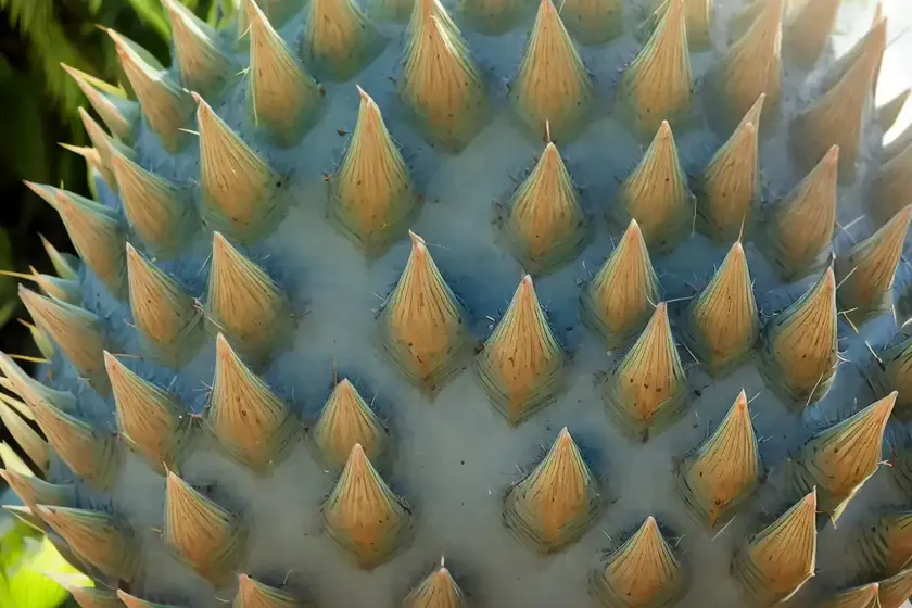 Prickly cycad (encephalartos altensteinii) — photo 2